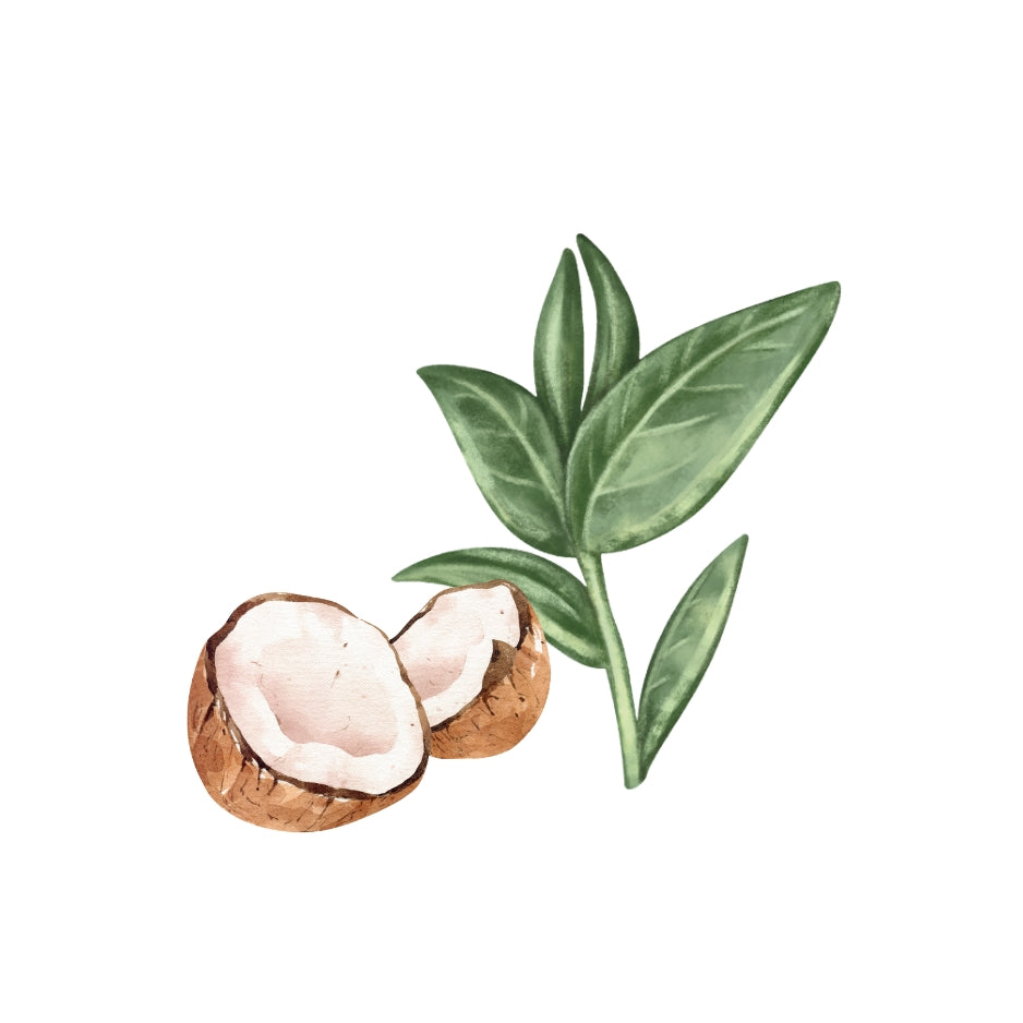 Illustration of a split coconut with green leaves on a white background